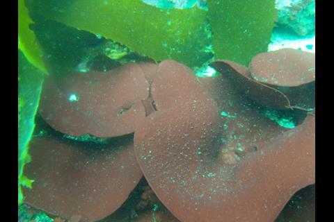 Adult seaweed ready for collection